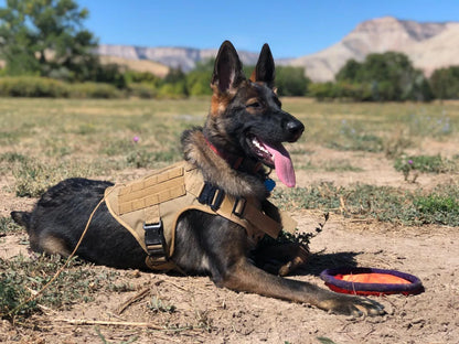 Military Large Dog Harness Collar Leash Bags Patches