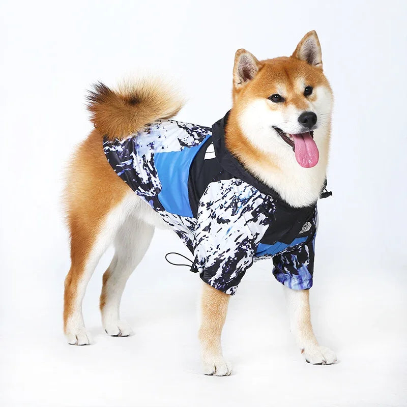 Dog wearing a colorful jacket on a white background
