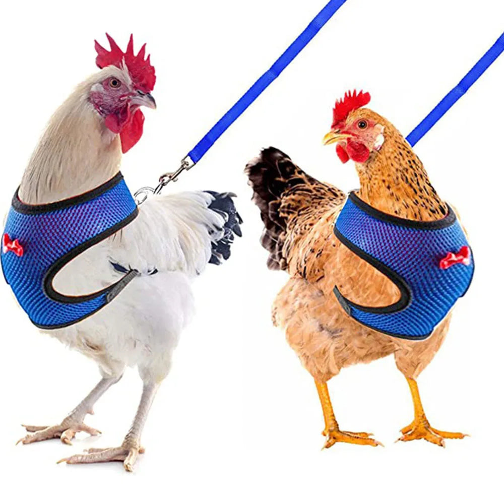 Two chickens wearing blue harnesses with leashes on a white background
