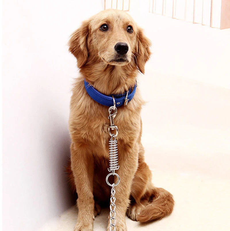 A golden retriever dog sitting against a white wall, wearing a bright blue collar with a silver metal spring leash attached.