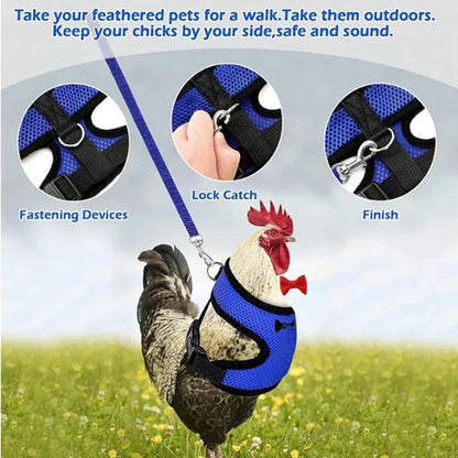Chicken wearing a blue harness with lock catch mechanism, set against a grassy field.