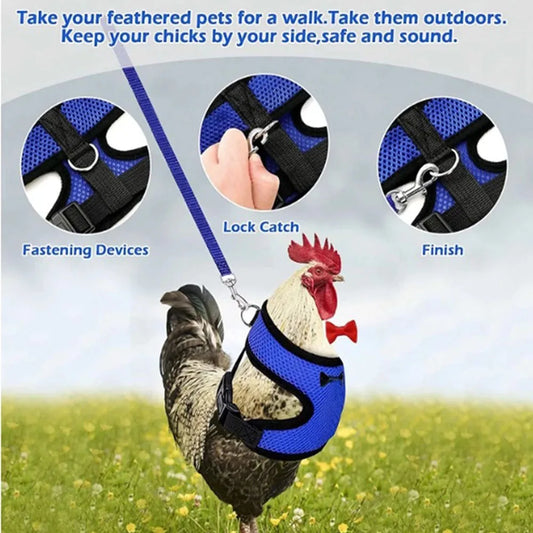 Chicken wearing a blue harness with lock catch mechanism, set against a grassy field.