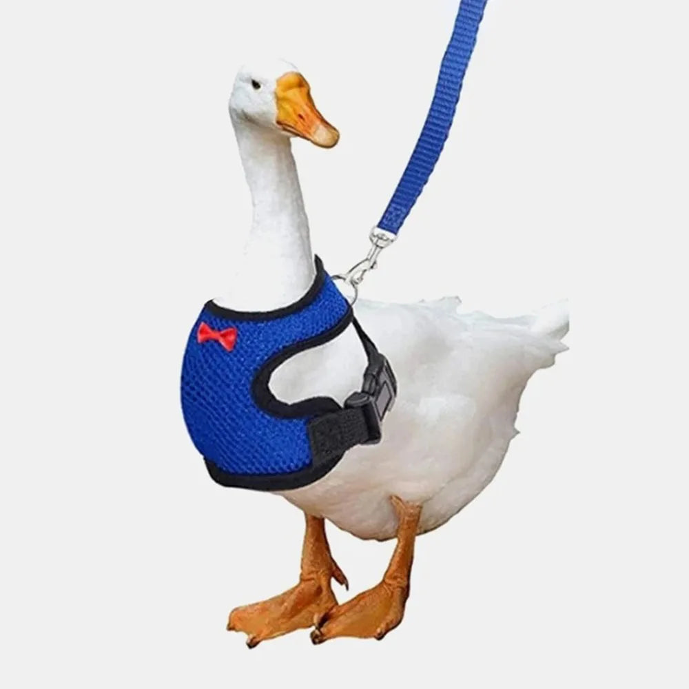 White duck wearing a blue harness and leash on a white background