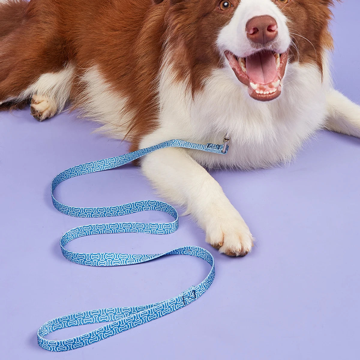 Colorful Silk-Print Cat & Dogs Lead Rope Fashion Nylon Dog Leashes