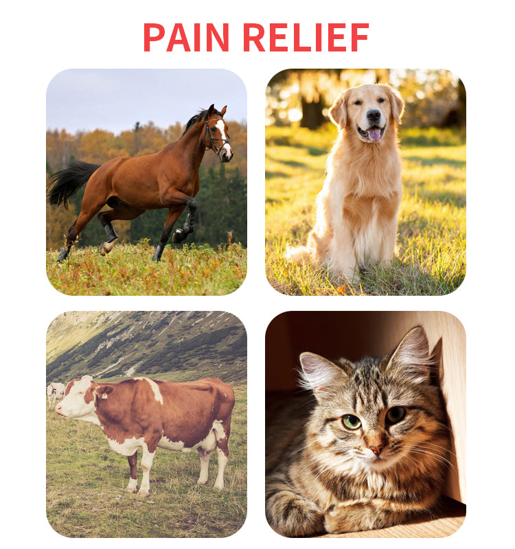 Pain Relief LED Red Light Infrared Machine For Horse Back Therapy