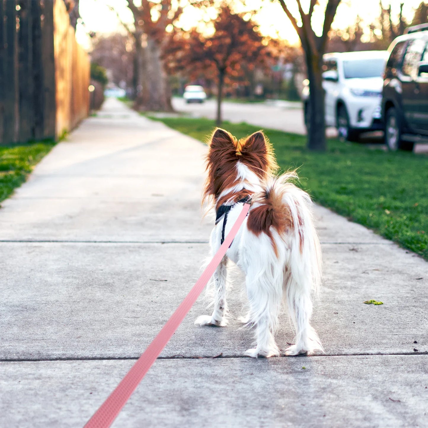 PVC Dog Leash non-slip Waterproof