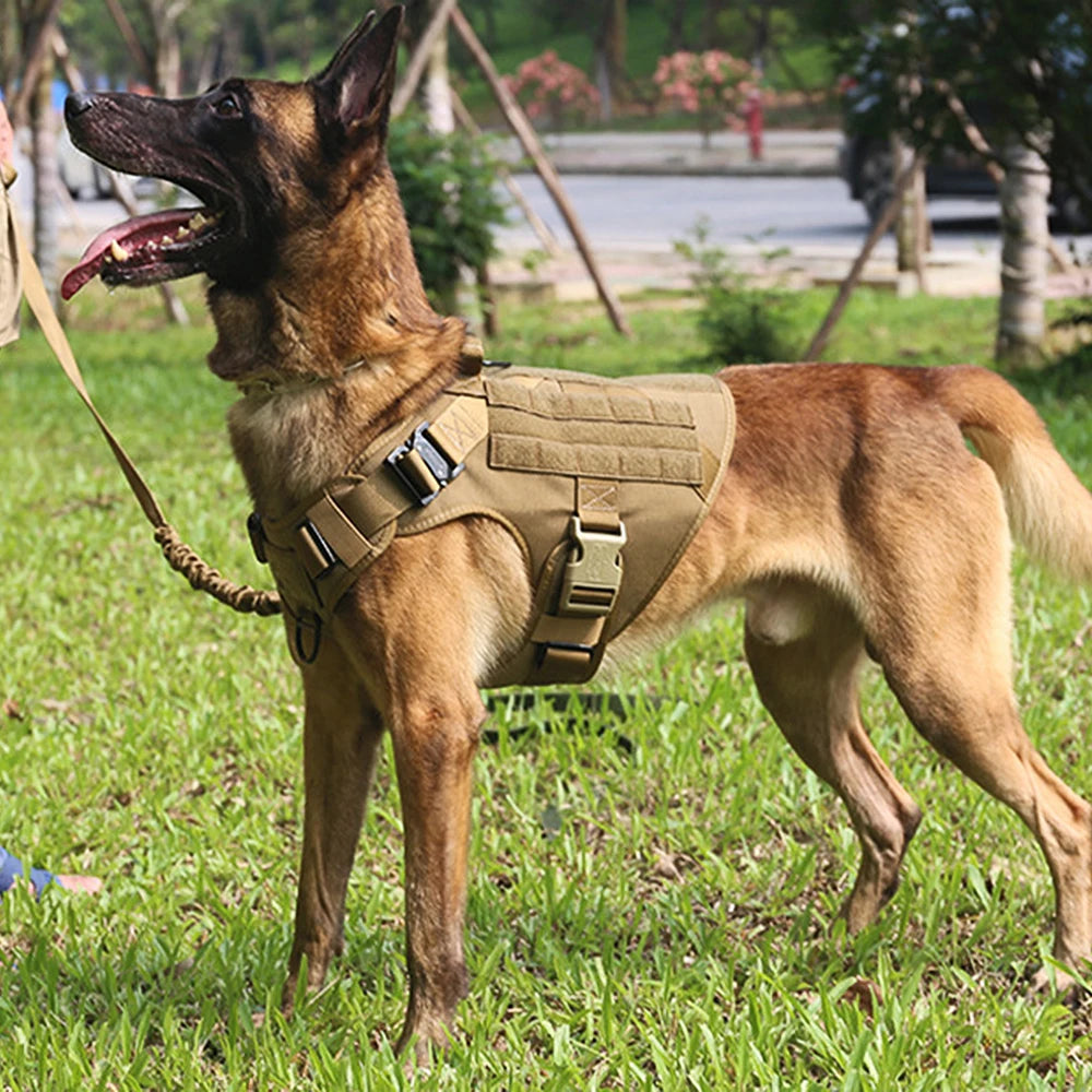 Dog wearing a tactical vest on grass with blurred background
