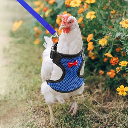 Chicken wearing a blue harness with a red bow tie, standing on grass with flowers in the background.