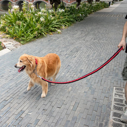 Dog on a leash walking on a paved path with greenery in the background