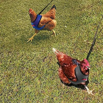 Two chickens on grass wearing harnesses, one blue and one gray.