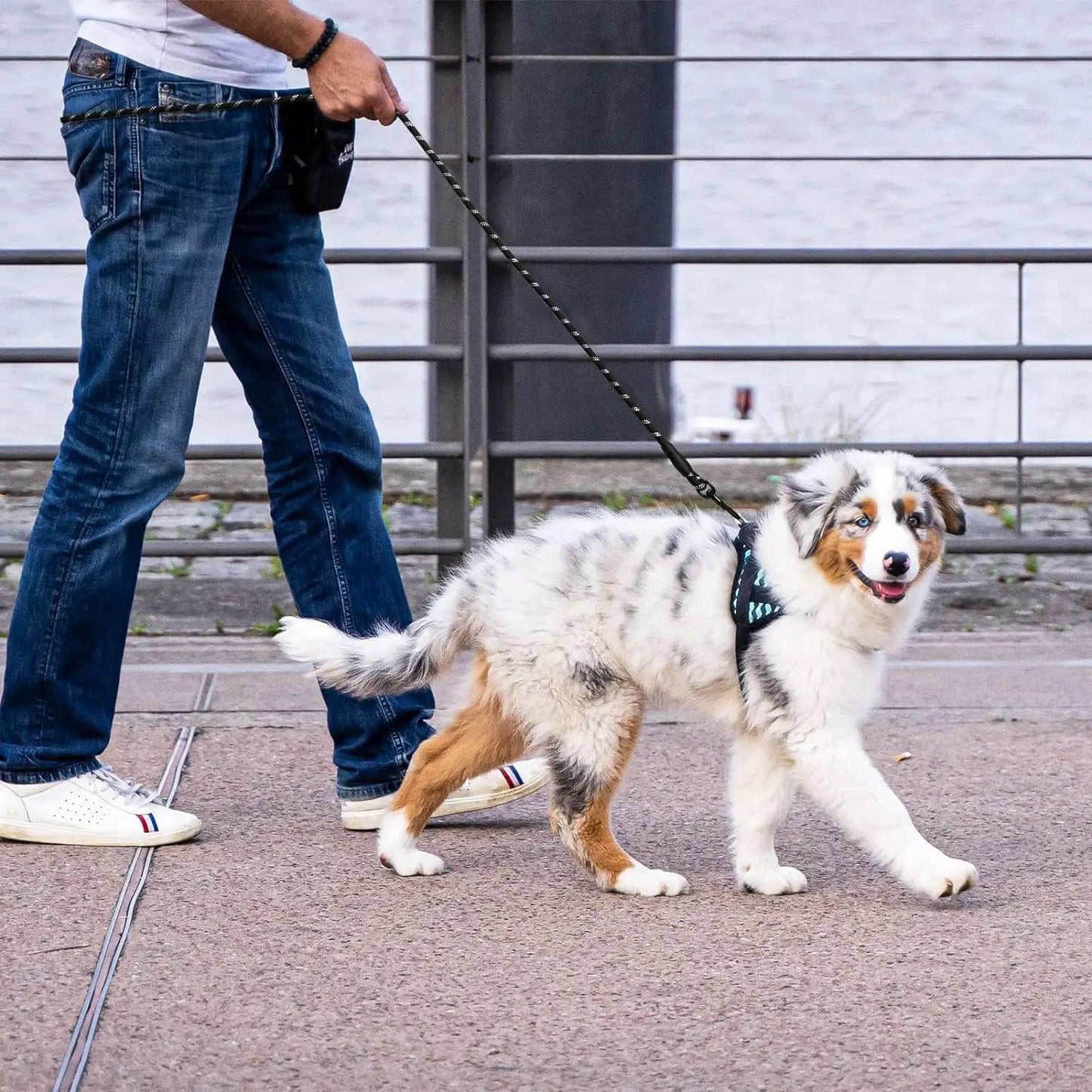 Person walking a dog on a leash in an urban setting