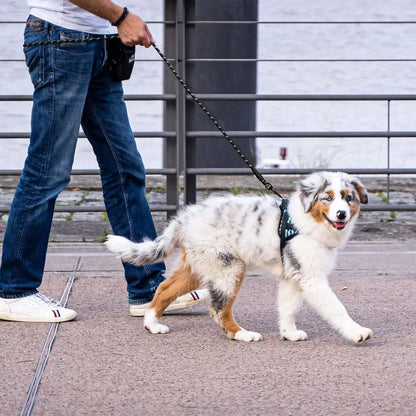 Person walking a dog on a leash in an urban setting