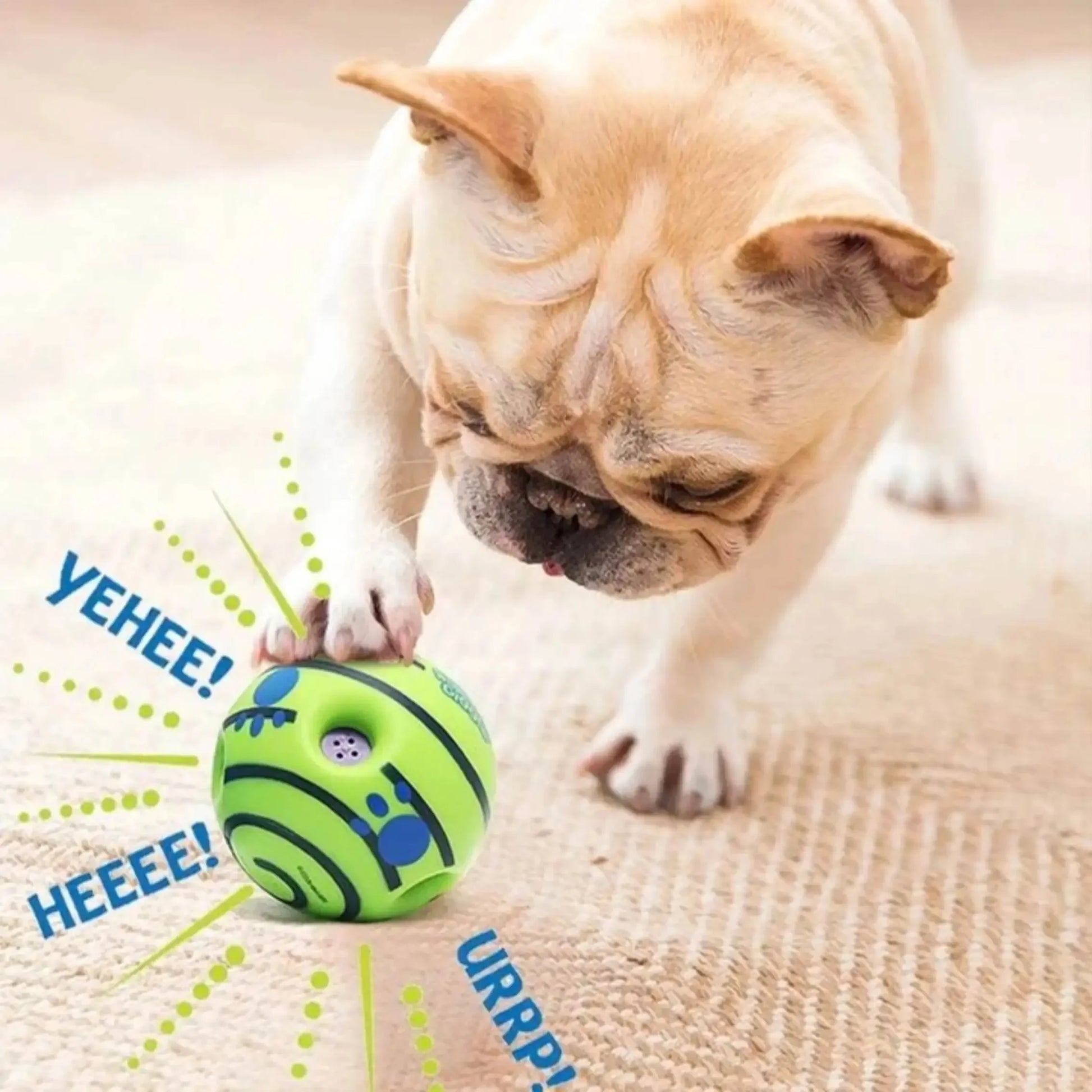 Dog playing with a green ball on a beige carpet