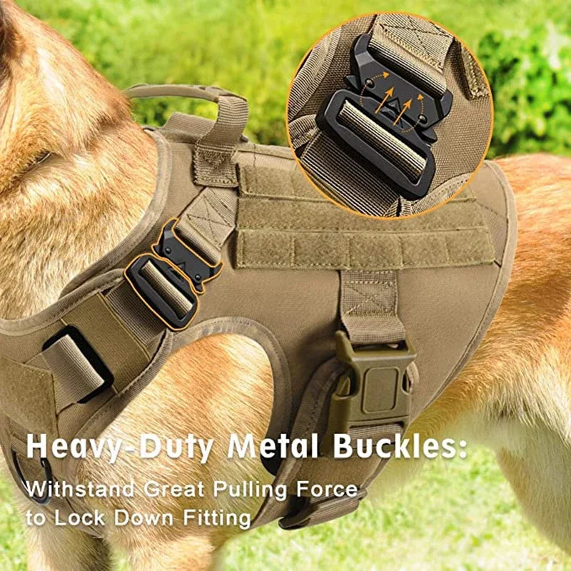 Dog wearing a tactical harness with heavy-duty metal buckles, grassy background.