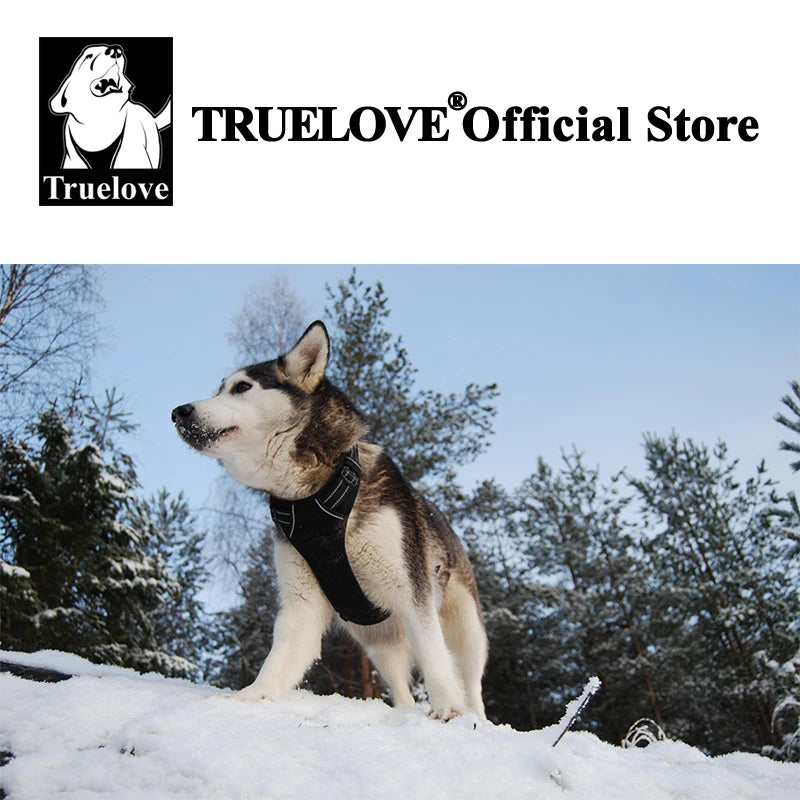 Dog standing on a snowy landscape with 'TrueLove' branding above.