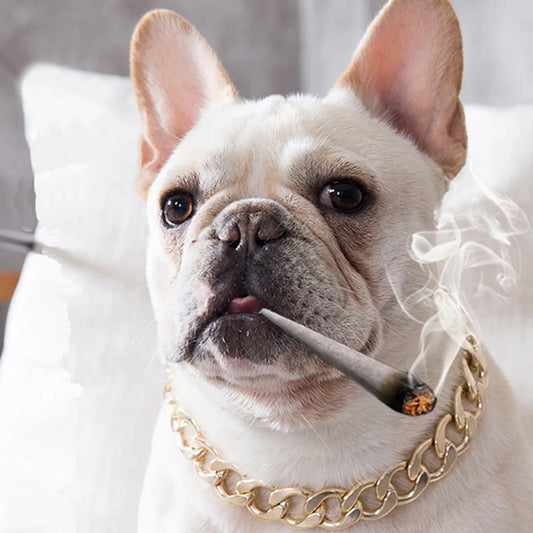 Luxury Gold Dog Chain Collar – Heavy‑Duty Metal Choker
