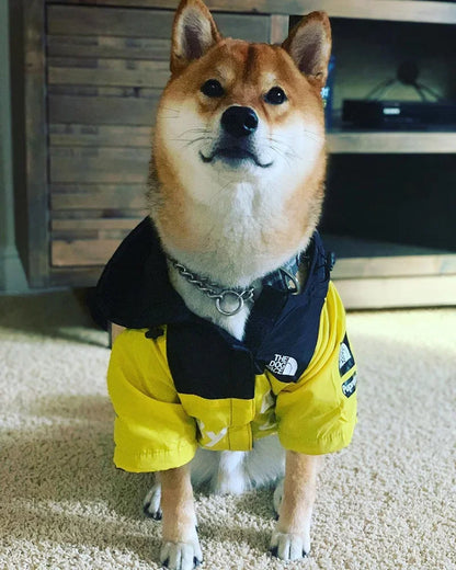 Dog wearing a yellow and black outfit with a collar, standing on a carpeted floor.