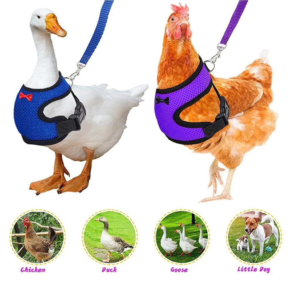Two animals, a duck and a chicken, wearing harnesses with leashes, surrounded by small circular images of different animals.