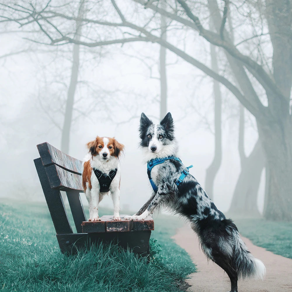 Two dogs on a bench in a foggy forest