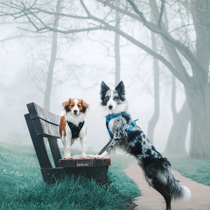 Two dogs on a bench in a foggy forest