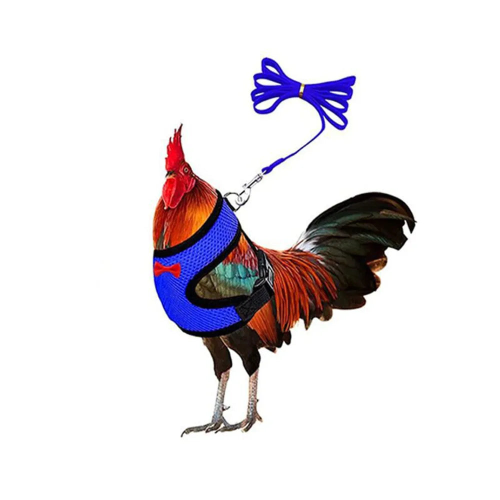 Colorful rooster wearing a blue harness and leash on a white background