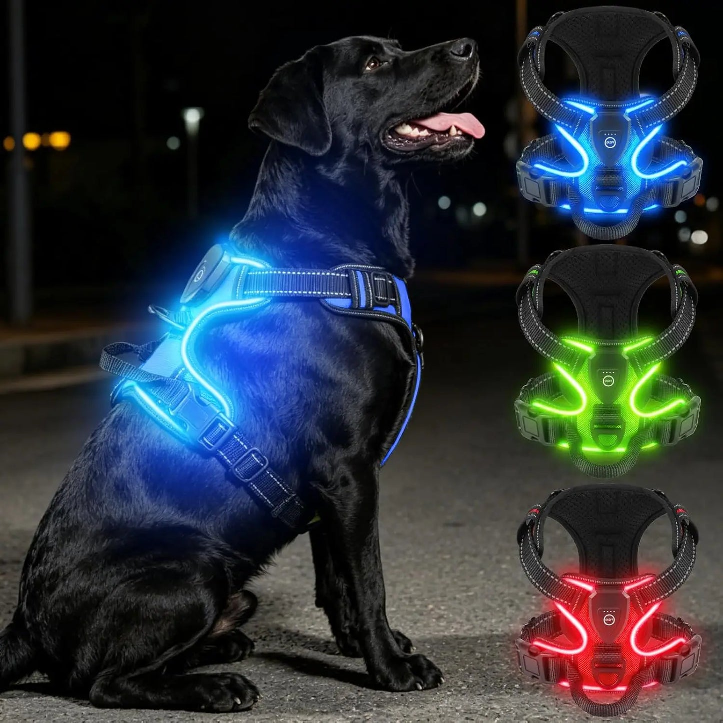 Black dog wearing a blue LED harness on a dark background with inset images of green and red LED harnesses.