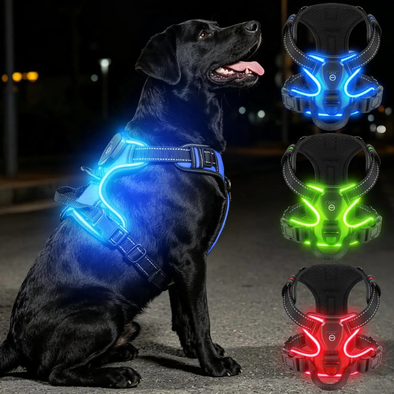 Black dog wearing a blue LED harness on a dark background with inset images of green and red LED harnesses.