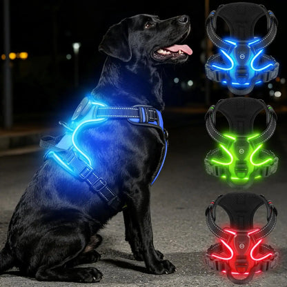 Black dog wearing a blue LED harness on a dark background with inset images of green and red LED harnesses.