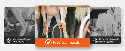 Milking Machine Stainless Steel Automatic Pulsation Cup Tubes
